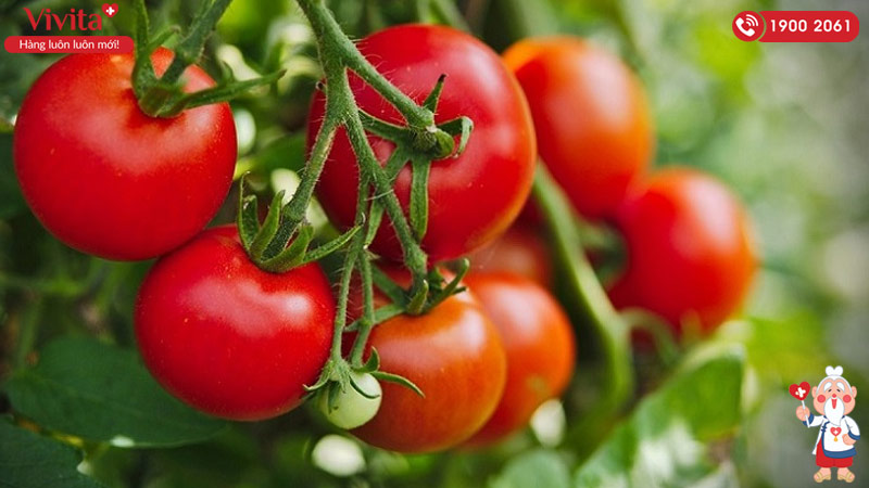 cà chua cải thiện sức khỏe tinh trùng