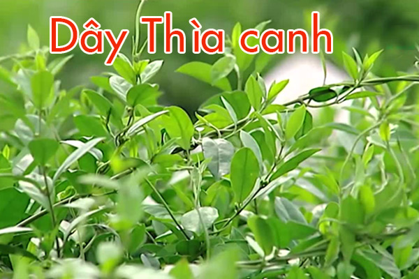 day-thia-canh-la-gi