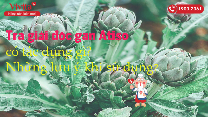 hoa-atiso-co-nhieu-cong-dung-doi-voi-suc-khoe