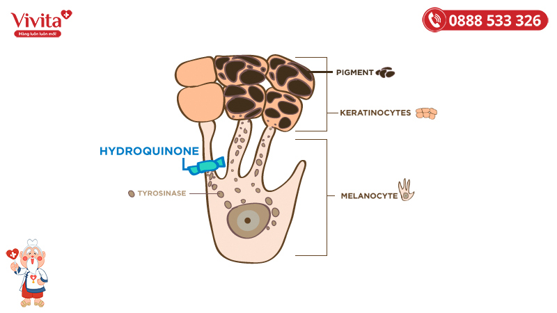 Cơ chế trị nám da của Hydroquinone