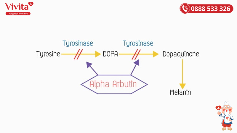 Arbutin có tác dụng ức chế Tyrosinase