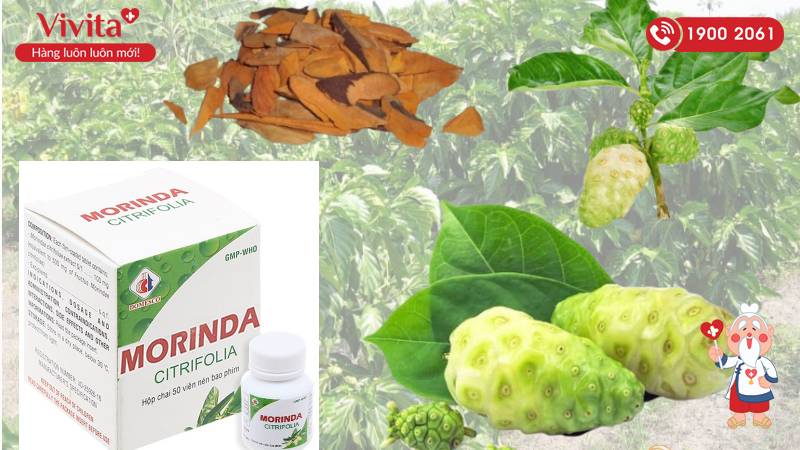 Trái Nhàu- thành phần chính thuốc Morinda Citrifolia