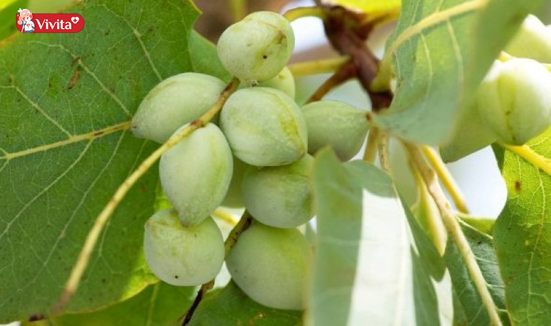 Mận Kakadu là top những loại trái cây giàu vitamin C bậc nhất