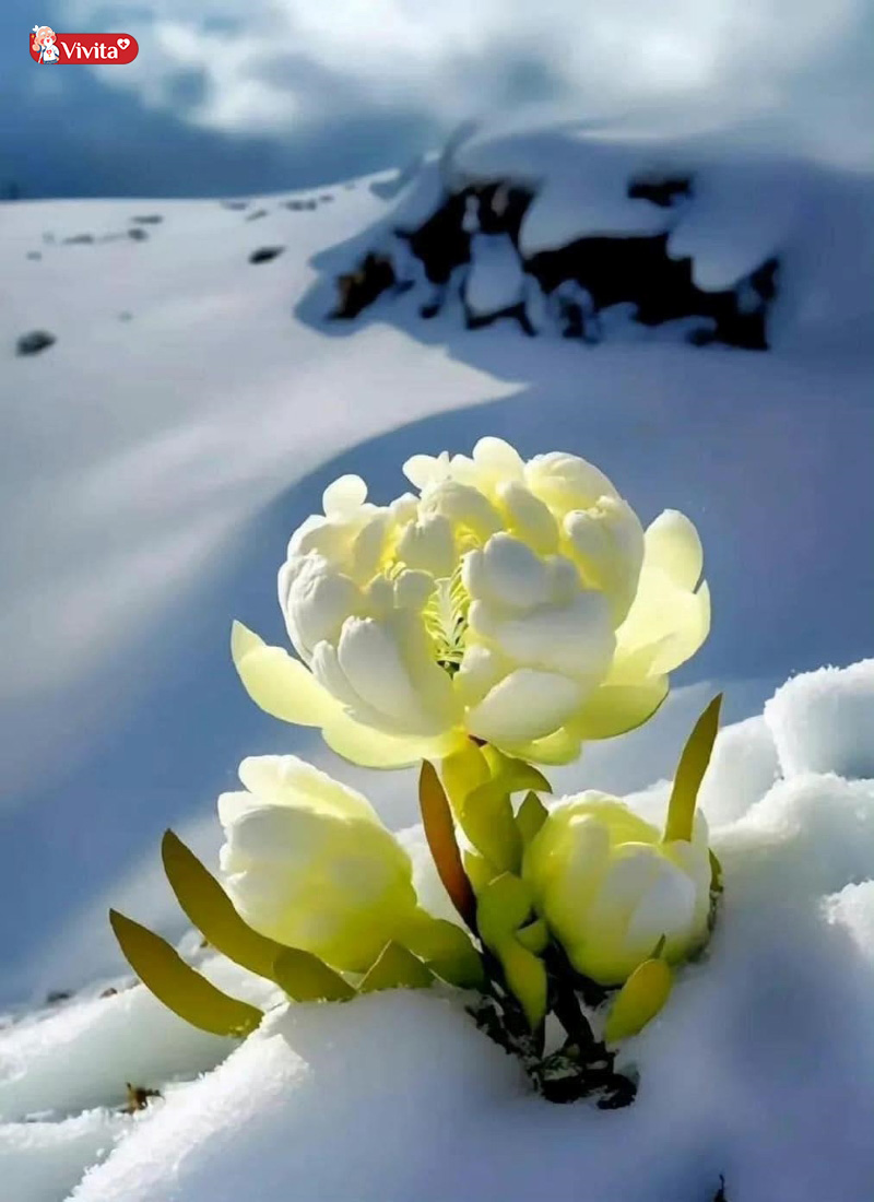 Thiên Sơn Tuyết Liên nở rộ giữa tuyết trắng
