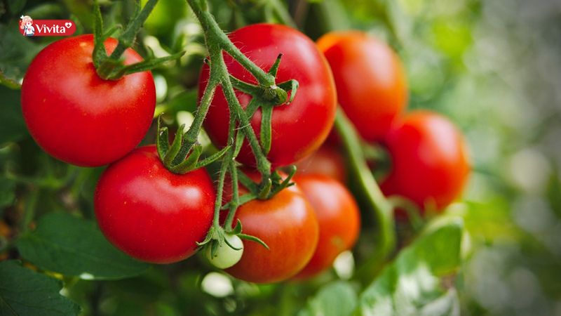 Ăn cà chua hỗ trợ bảo vệ sức khỏe tim mạch