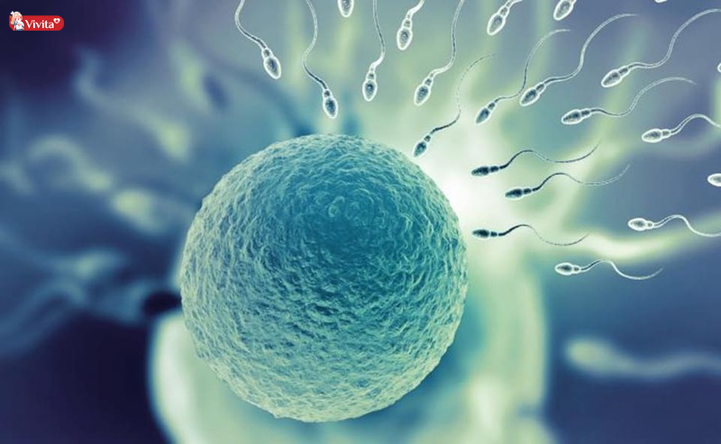 Tinh trùng Y sống được bao lâu sau khi xuất trong tử cung của nữ giới
