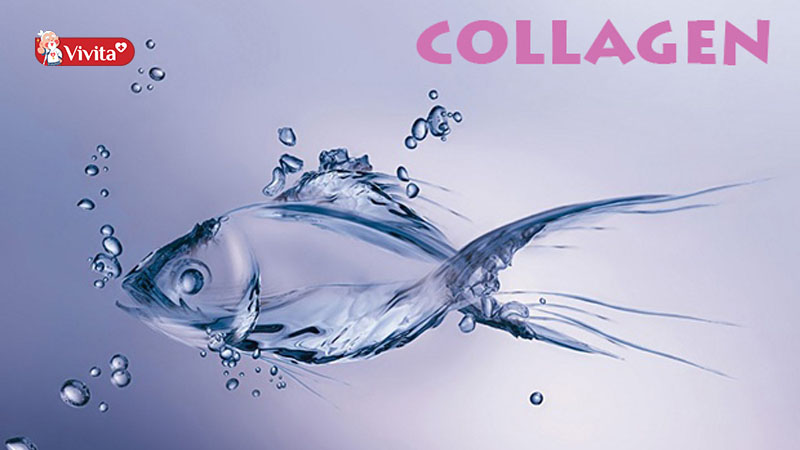 Collagen từ cá có hiệu quả tốt hơn nhiều lần collagen thông thường