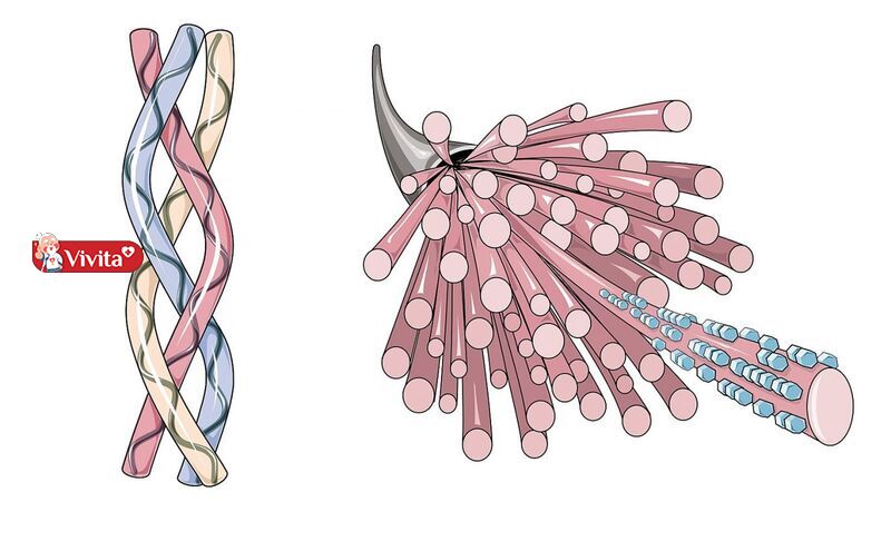 Collagen là gì