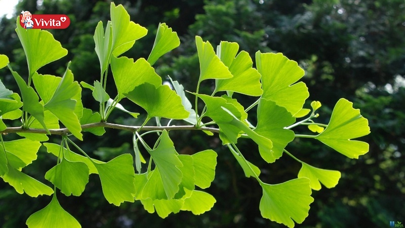 cây Ginkgo Biloba