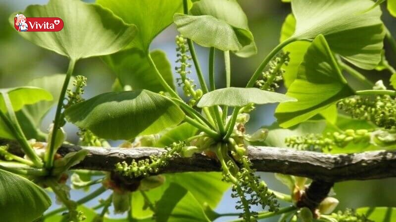 Ginkgo Biloba