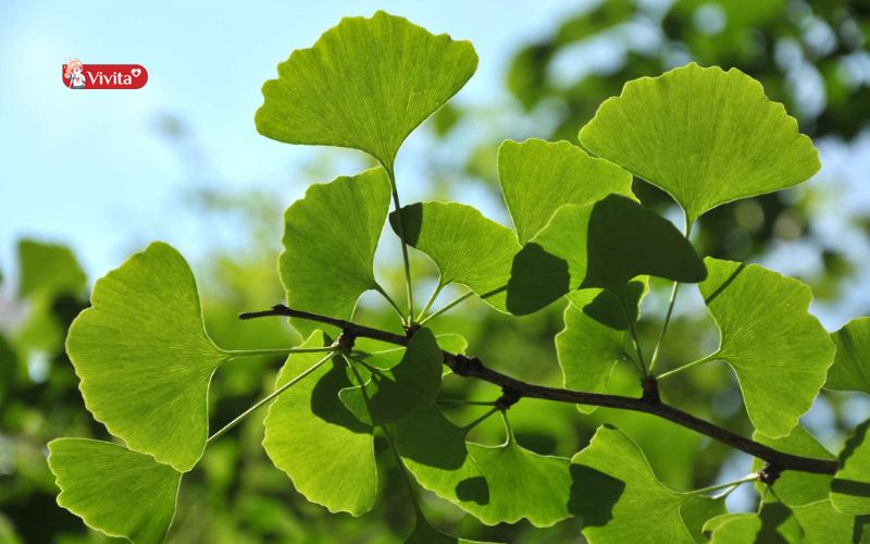 Ginkgo Biloba là gì?