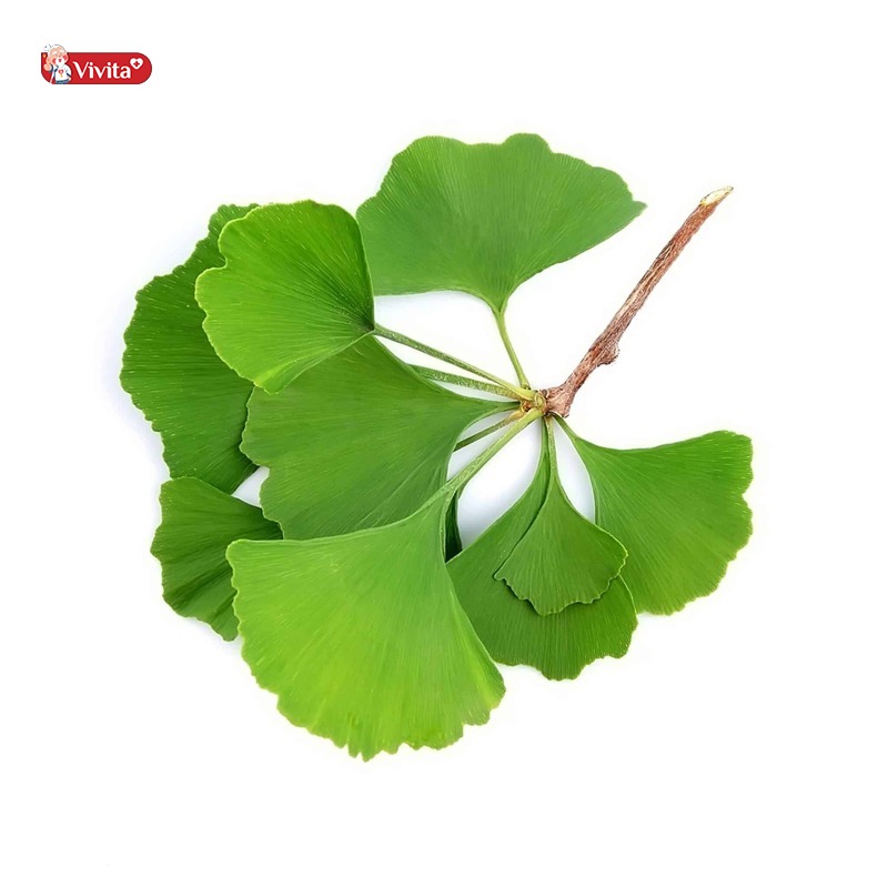 Nên uống Ginkgo Biloba bao lâu mới có hiệu quả