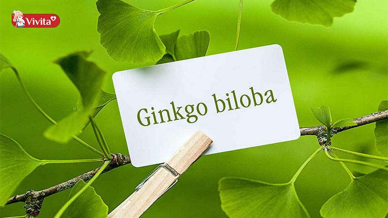 Ginkgo Biloba có mấy loại