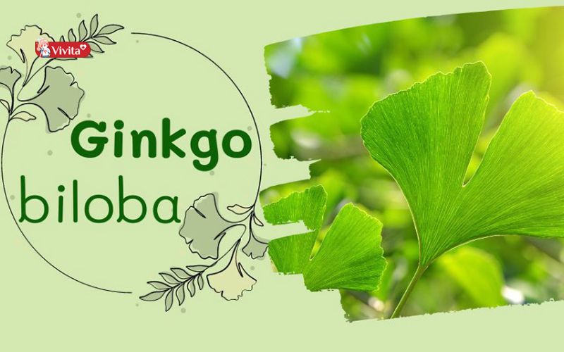 Thuốc trị mất ngủ Ginkgo Biloba hiệu quả không?