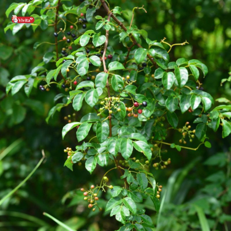 chè dây khi ra quả chín đen