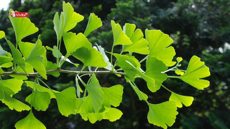 Nguồn gốc Ginkgo Biloba