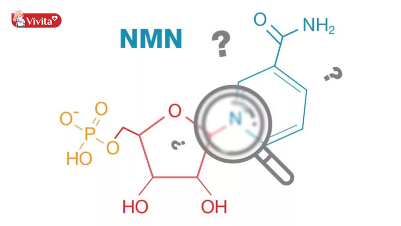 Đặc điểm cấu tạo của NMN
