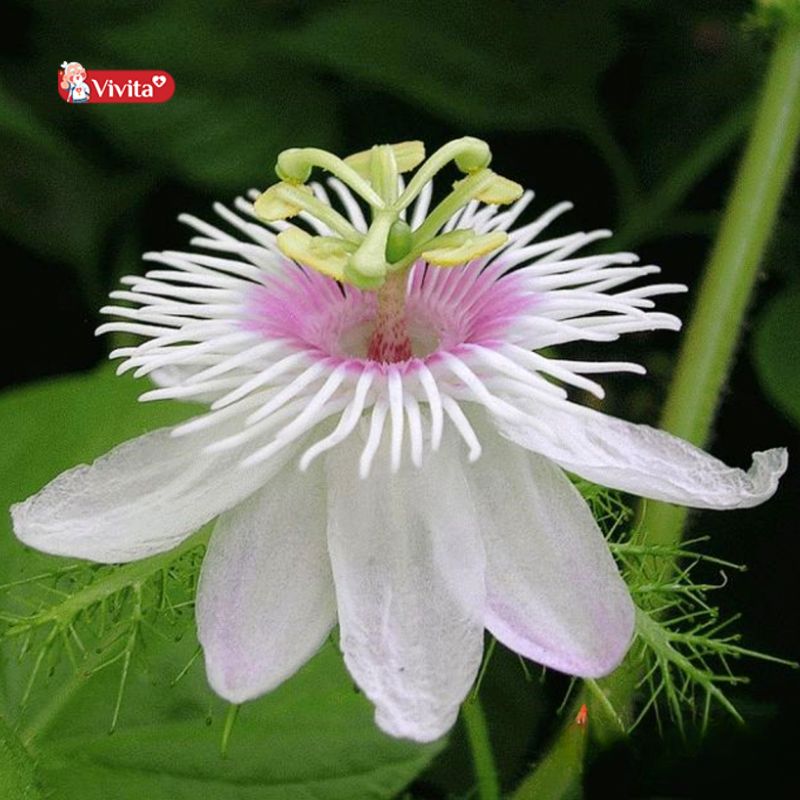 Đối tượng không nên sử dụng cây chùm bao