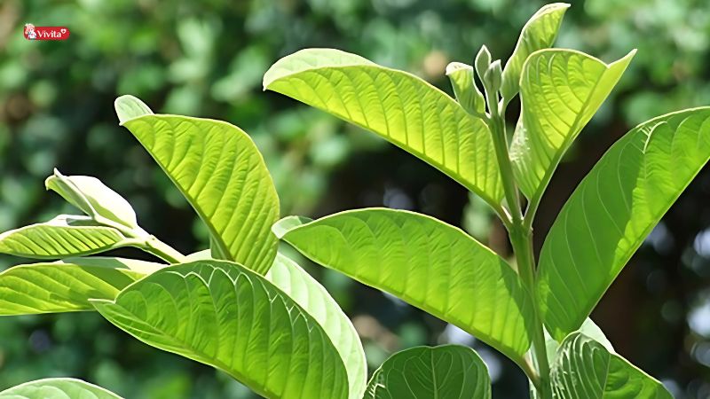 Chọn và sơ chế lá ổi đúng cách