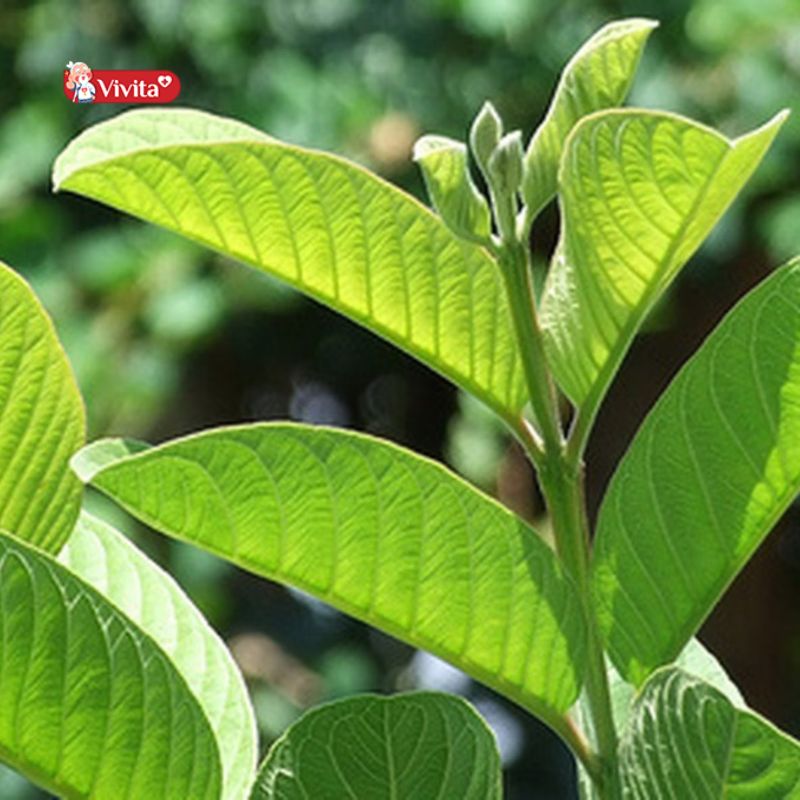 Lợi ích của lá ổi đối với đường huyết
