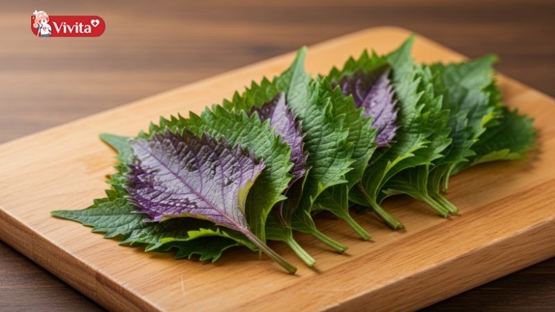 Lưu ý khi sử dụng lá tía tô