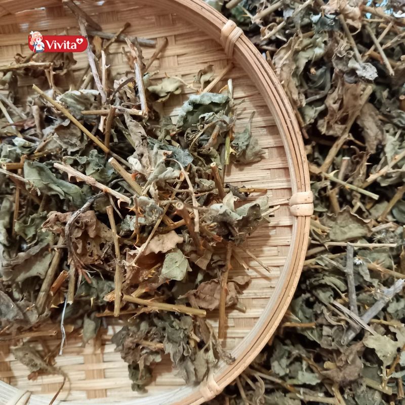 Những nghiên cứu về cà gai leo