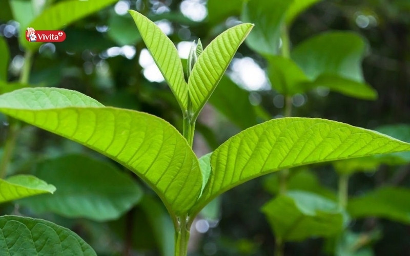 Lá ổi phòng ngừa ung thư