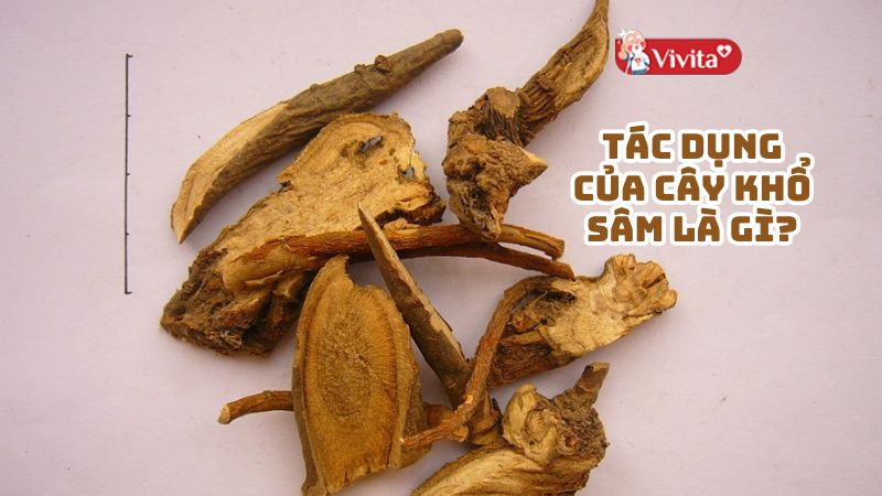 Tác dụng của cây Khổ Sâm là gì? Lưu ý khi sử dụng