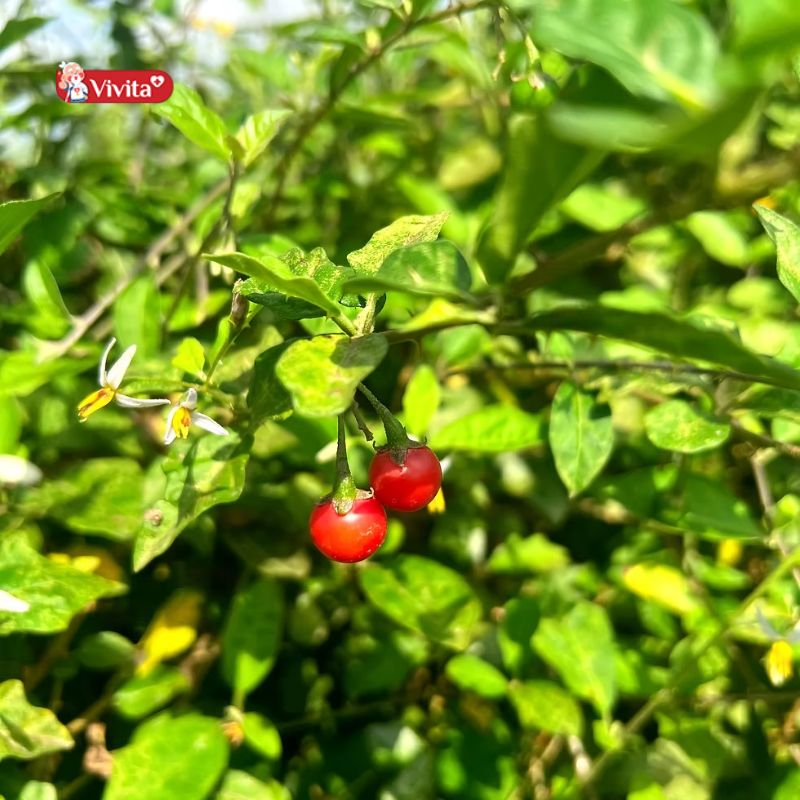Uống cà gai leo có tác dụng phụ gì không?