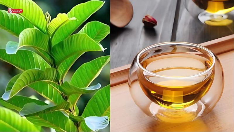 uống nước lá ổi hằng ngày có tốt không