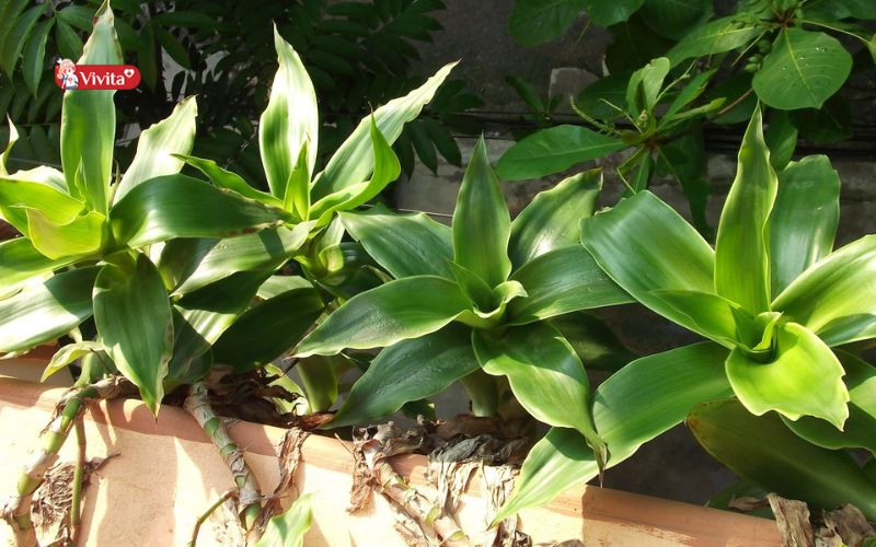 Cách dùng cây Lược Vàng tại nhà