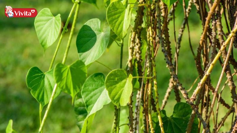 Dây đau xương mang lại nhiều công dụng tuyệt vời cho sức khoẻ