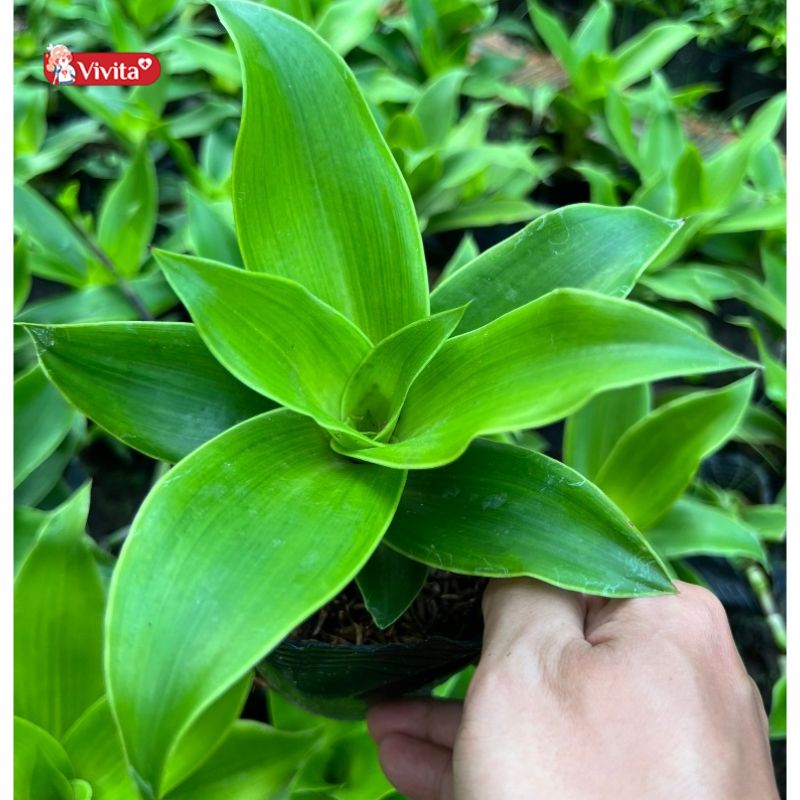 Cây Lược Vàng có tác dụng gì?