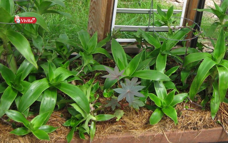 Lưu ý khi sử dụng cây Lược Vàng chữa bệnh xương khớp