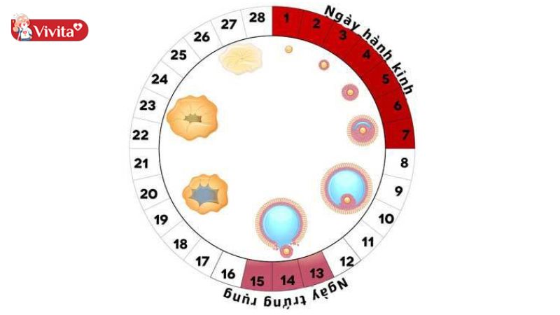 Dựa vào chu kỳ kinh để xác định ngày rụng trứng