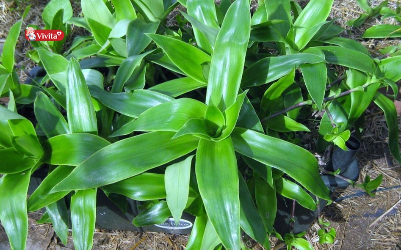 Thông tin về cây Lược Vàng