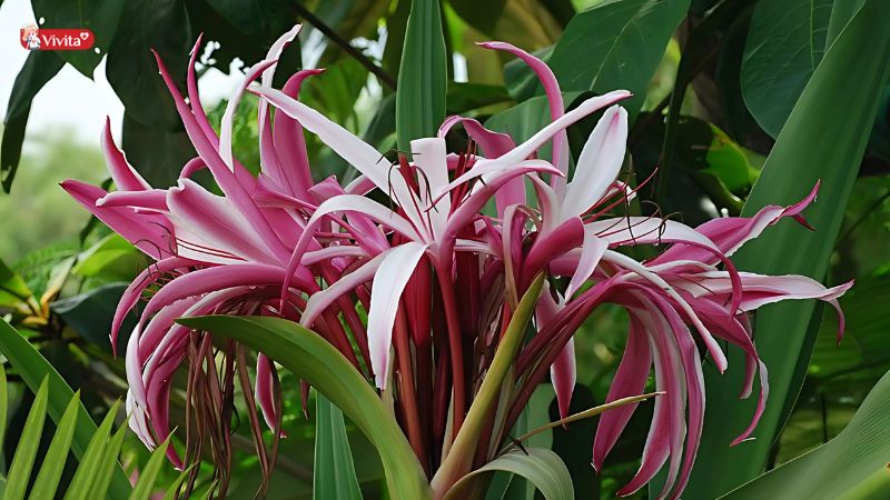 Trinh nữ hoàng cung 