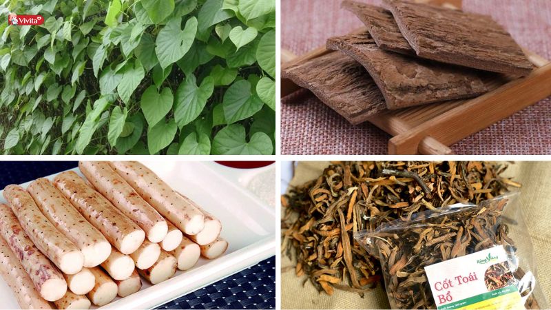 Bài thuốc giảm đau lưng, mỏi gối do thận yếu