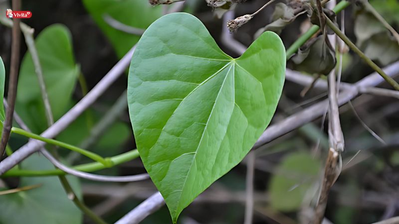 Cây dây đau xương là gì?