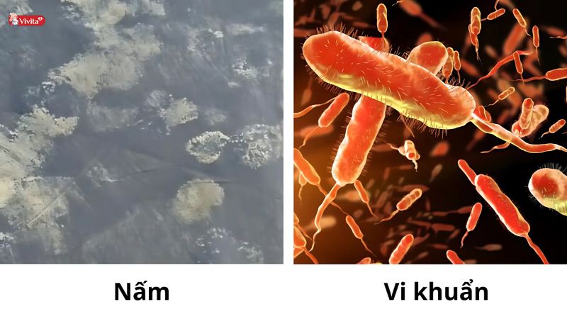 Hỗ trợ kháng khuẩn và kháng nấm tự nhiên