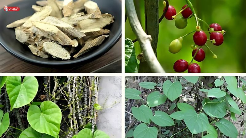 tác dụng của cây đau xương