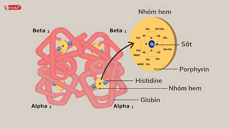Vai trò của sắt trong cơ thể