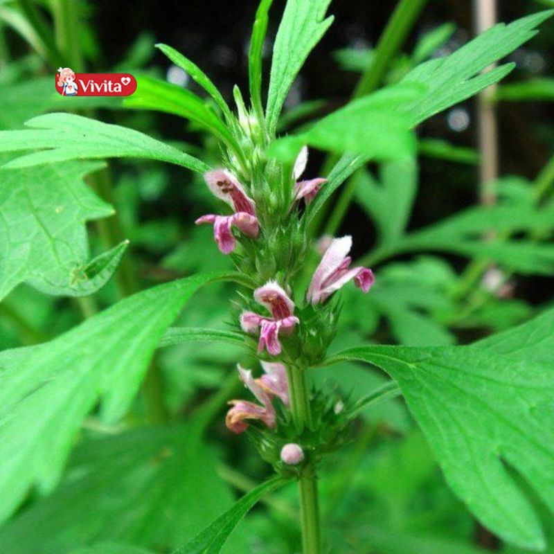 Cao Ích Mẫu là gì?