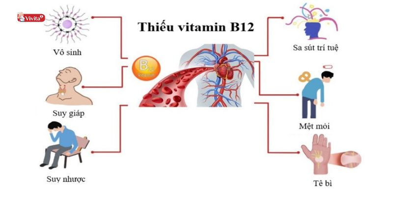 thiếu vitamin b12 gây thiếu máu hồng cầu khổng lồ