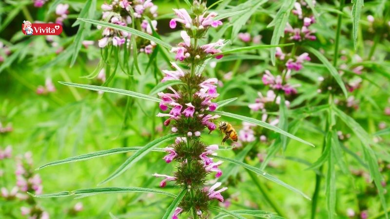 Uống Cao Ích Mẫu bao lâu thì ngưng? Cách dùng hiệu quả