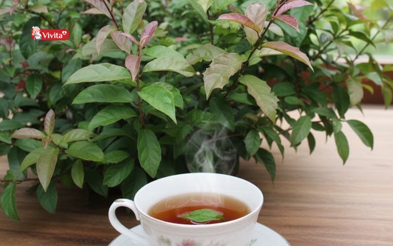 Có nên uống thay nước lọc không?