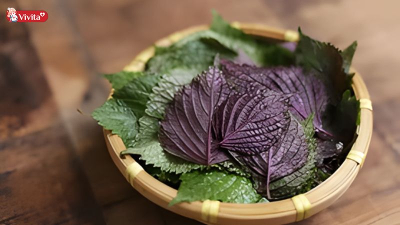 uống nước lá tía tô có tác dụng gì