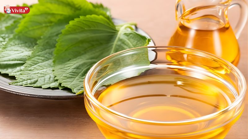 Uống nước lá tía tô mỗi ngày có tốt không?