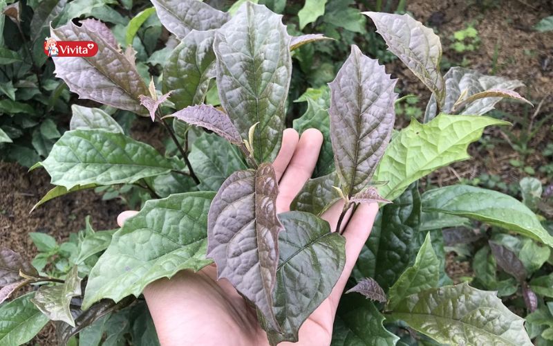 Uống nước Xạ Đen hằng ngày