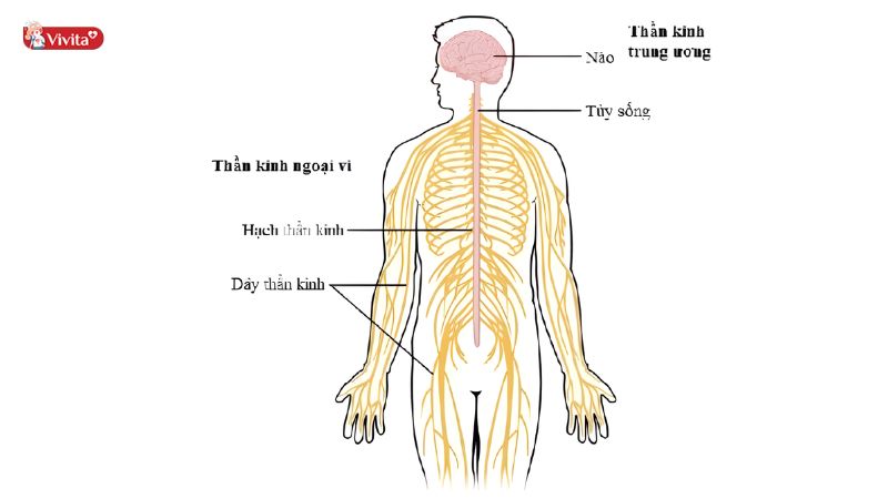 Dây thần kinh ngoại biên là gì?